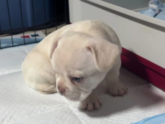 French Bulldog dogs for sale: Luca - Video 1