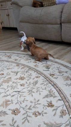 Dachshund dogs for sale: Belle - Video 1