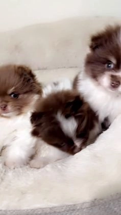 Pomeranian dogs for sale: Teddy  - Video 2