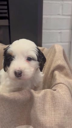 Mini Bernedoodle dogs for sale: Poppy - Video 2