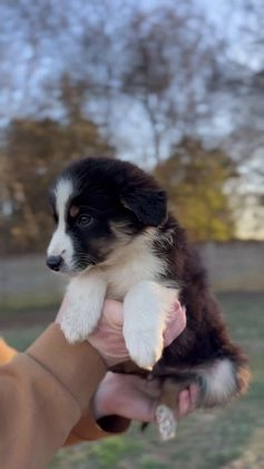 Miniature Australian Shepherd dogs for sale: Bennett - Video 1