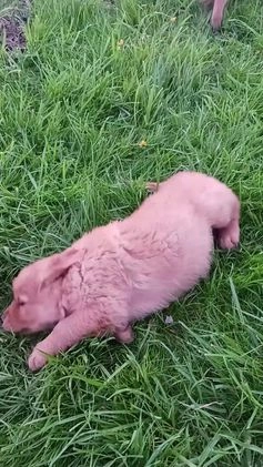 Golden Retriever dogs for sale: Bear - Video 2