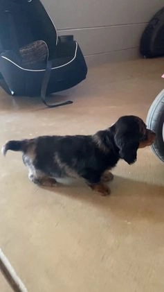 Miniature Dachshund dogs for sale: Donna - Video 2