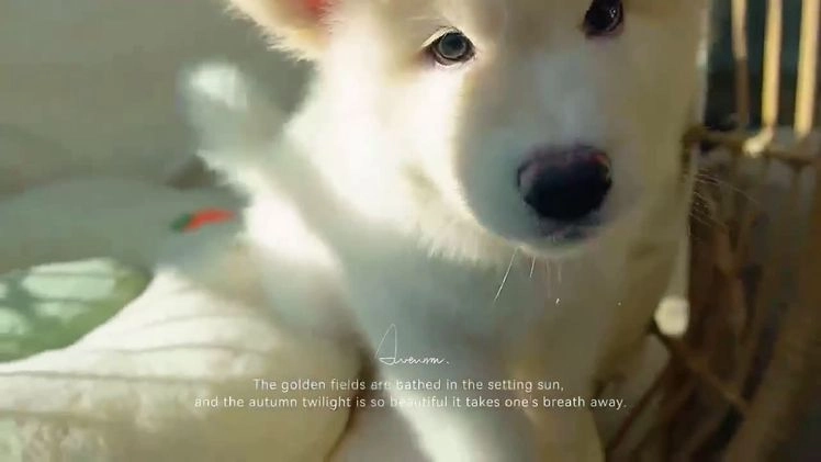 Alaskan Malamute dogs for sale: Xiao Lan - Video 1