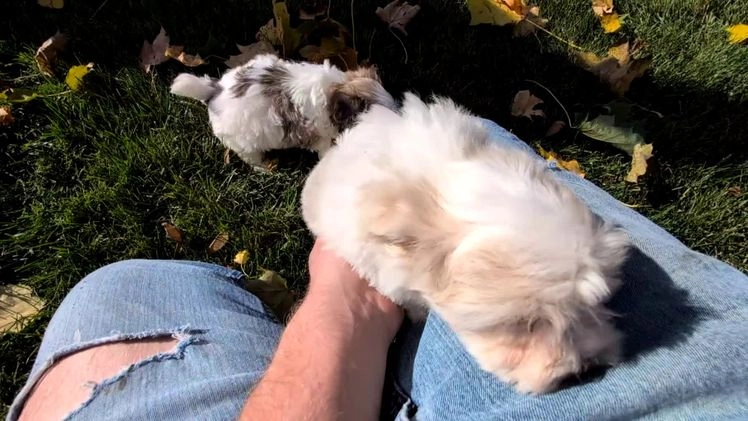 Havanese dogs for sale: Macy - Video 6