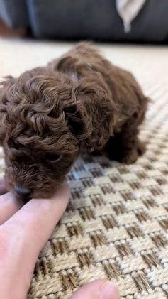 Miniature Poodle dogs for sale: Malia - Video 1