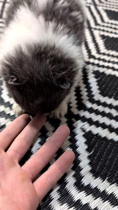 Pomeranian dogs for sale: Yogi  - Video 1