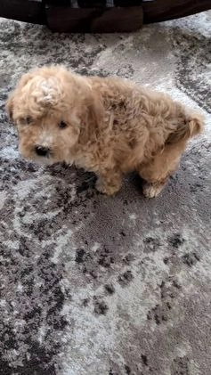 Cavapoo dogs for sale: Alana - Video 1