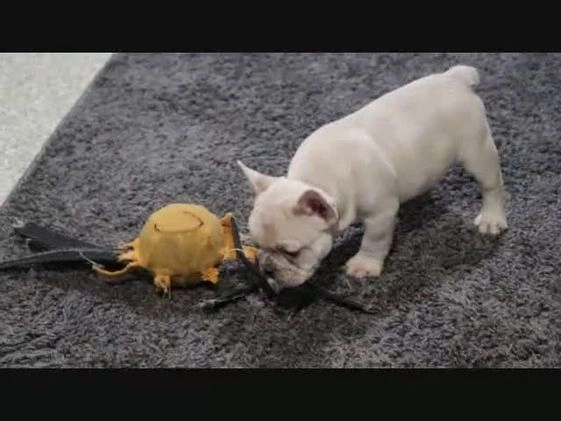 French Bulldog dogs for sale: Turbo - Video 1