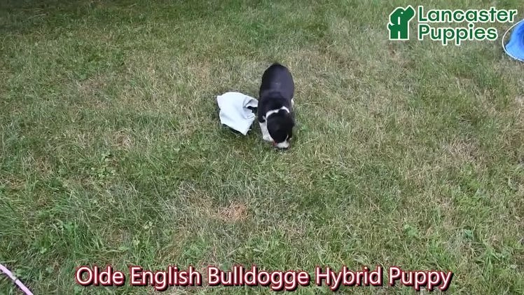 Mixed Breed dogs for sale: Konnor - Video 1