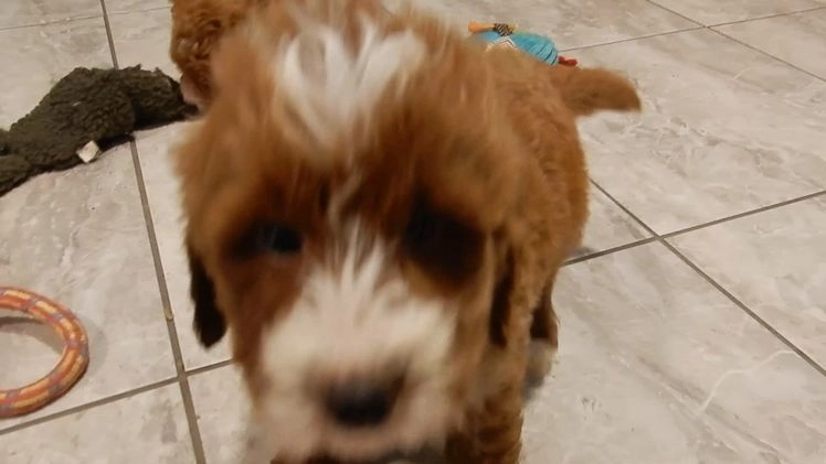 Mini Goldendoodle dogs for sale: Rusty - Video 1
