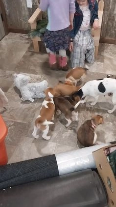 Jug dogs for sale: Avery - Video 3