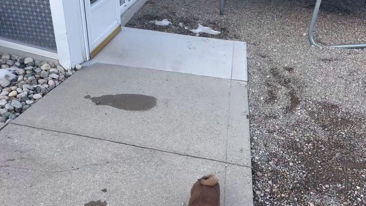 Shiba Inu dogs for sale: Tigger Shiba Inu Puppy 4 - Video 1