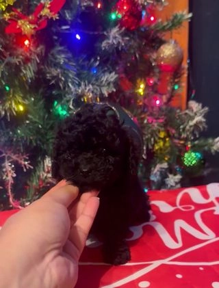 Toy Poodle dogs for sale: Toy Poodle Puppy 3 - Video 1