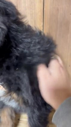 Mixed Breed dogs for sale: Landry - Video 1