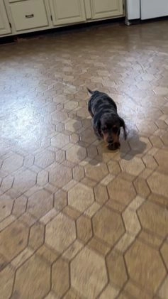 Miniature Dachshund dogs for sale: Julie - Video 1