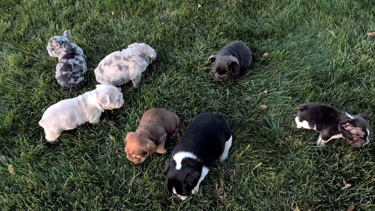 French Bulldog dogs for sale: Tiana - Video 2