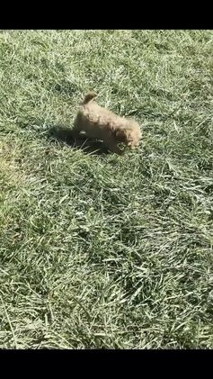 Mini Goldendoodle dogs for sale: Melinda F1BB  - Video 1