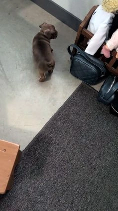 Frenchton dogs for sale: Lyla  - Video 1