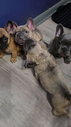 French Bulldog dogs for sale: French Bulldog Lucy - Video 1