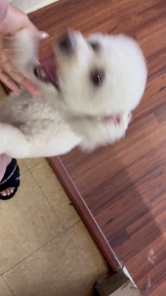 Bichon Frise dogs for stud: Meet Prince - Proven Bichon Frise Stud - Video 1