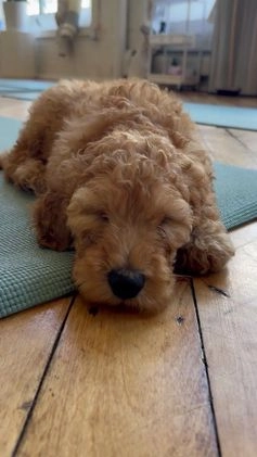 Standard Poodle dogs for sale: Clover - Video 1