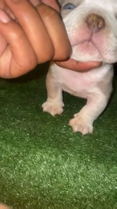 American Bully dogs for sale: Merle Male #1  - Video 1