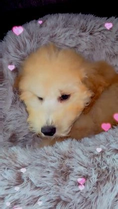 Mixed Breed dogs for sale: Bruno - Video 1