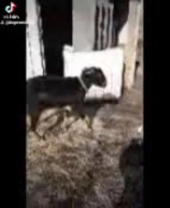 Border Collie dogs for sale: Dreami (Call-Text) - Video 1