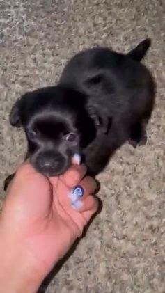 Mixed Breed dogs for sale: Mixed Breed Puppy 2 - Video 1