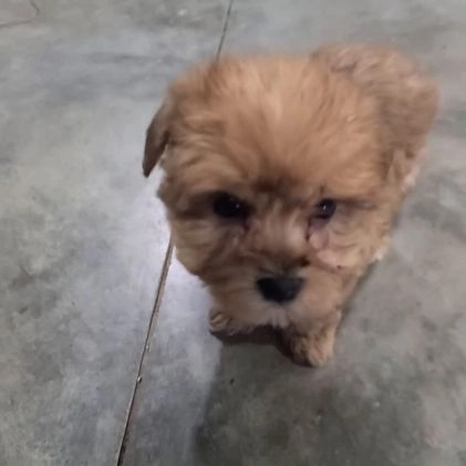Yorkiepoo dogs for sale: Tinker - Video 1