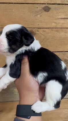 Mini Bernedoodle dogs for sale: Milo - Video 4