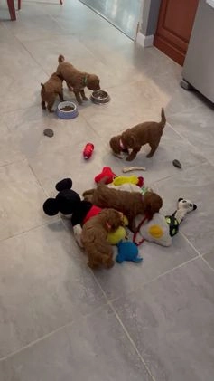 Miniature Labradoodle dogs for sale: Miniature Labradoodle Puppy 2 - Video 2