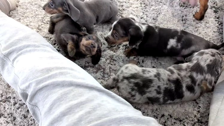 Miniature Dachshund dogs for sale: Xavier - Video 5