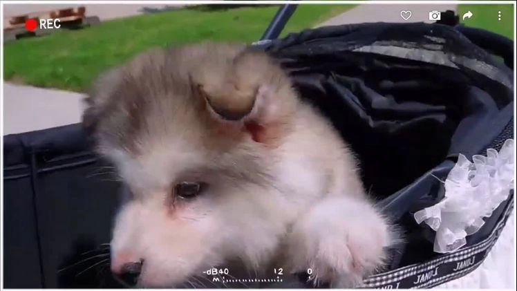 Alaskan Malamute dogs for sale: Fu Xixi - Video 2