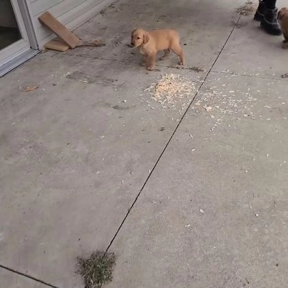 Golden Retriever dogs for sale: Kori - Video 1