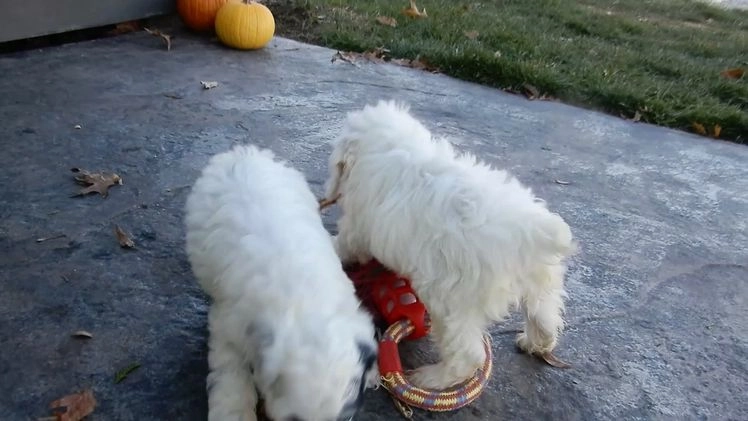 Cockapoo dogs for sale: Frosty - Video 1