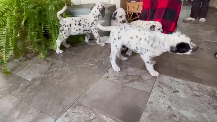 Dalmatian dogs for sale: SPOT❤️🐾AKC Hip cert🐾Christmas Ready❤️610-932-1112 - Video 1