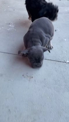 Mixed Breed dogs for sale: Billy - Video 3