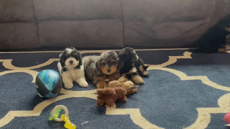 Mini Goldendoodle dogs for sale: Mr. Rambo - Video 1