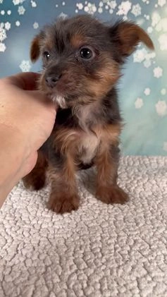 Yorkshire Terrier dogs for sale: Kollin - Video 1