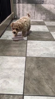 Bichpoo dogs for sale: Archie  - Video 1