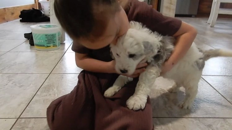 Sheepadoodle dogs for sale: Robby - Video 1