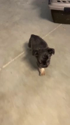 French Bulldog dogs for sale: Laken - Video 1