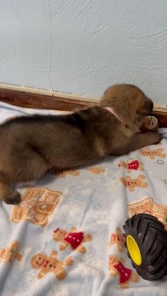 German Shepherd dogs for sale: Bella  - Video 1