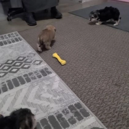 Morkie dogs for sale: Victor - Video 1