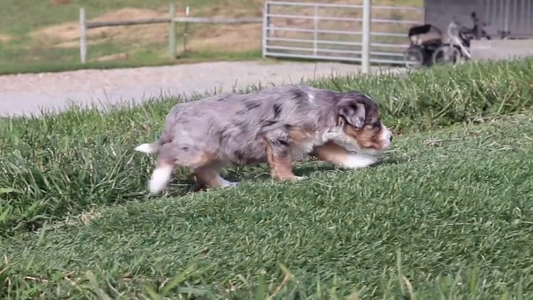 Mini Bernedoodle dogs for sale: Caitlyn - Video 1