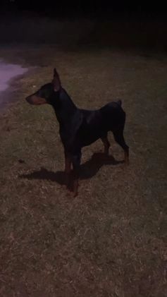 Doberman Pinscher dogs for sale: Seraphina Diamond Luna - Video 2