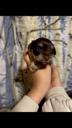 Miniature Schnauzer dogs for sale: Miniature Schnauzer Puppy 3 - Video 2