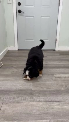 Bernese Mountain Dog dogs for sale: Lilly - Video 1